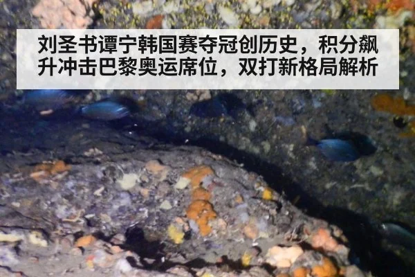 刘圣书谭宁韩国赛夺冠创历史，积分飙升冲击巴黎奥运席位，双打新格局解析